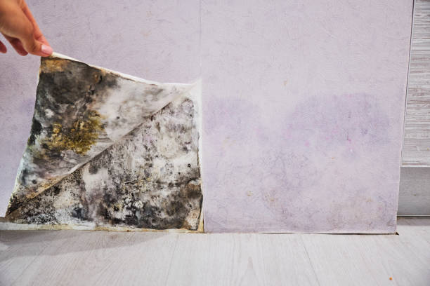 Best Mold Remediation  in Lake Belvedere Estates, FL